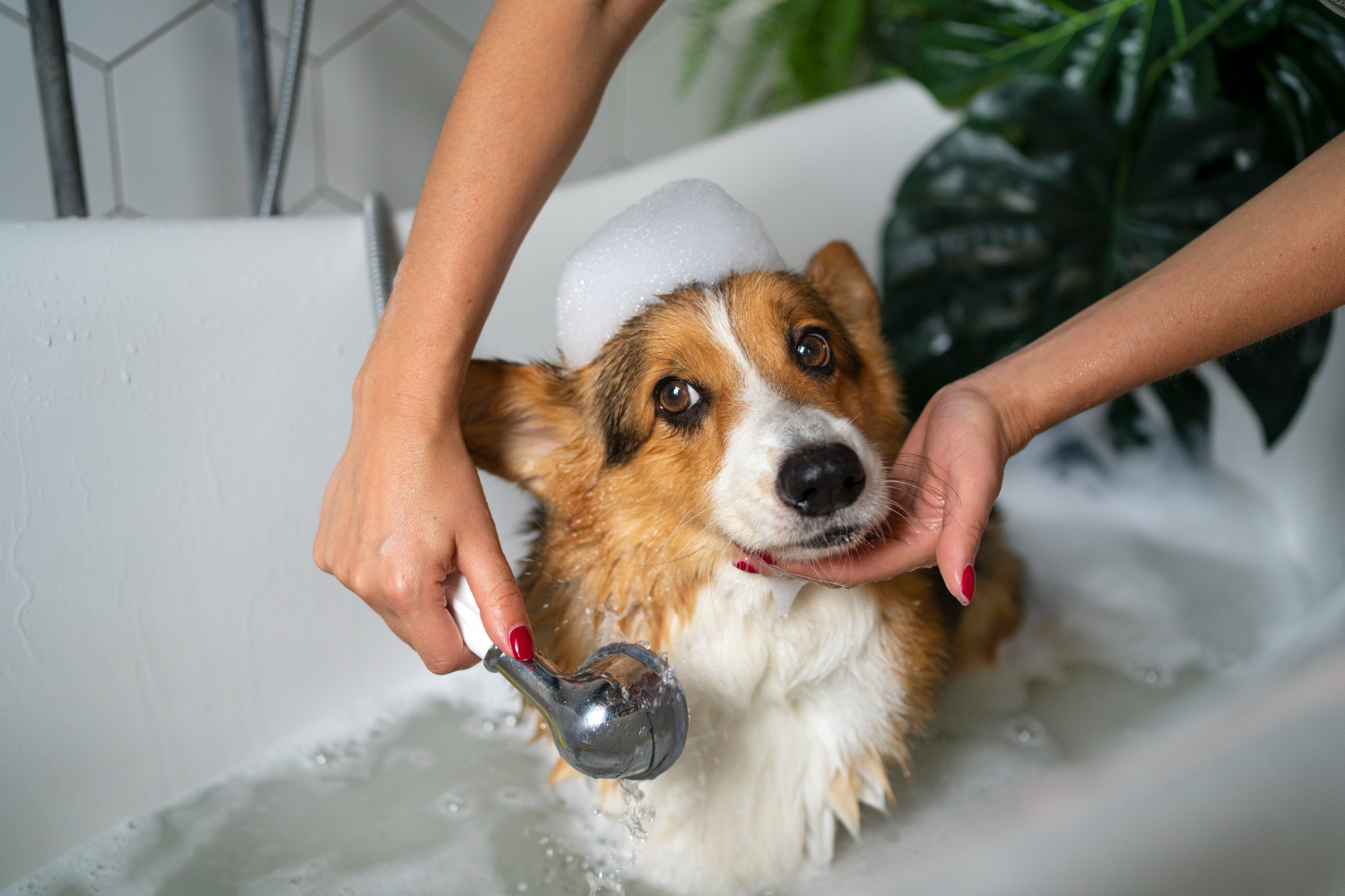 Why Invest in a Good Dog Soap?